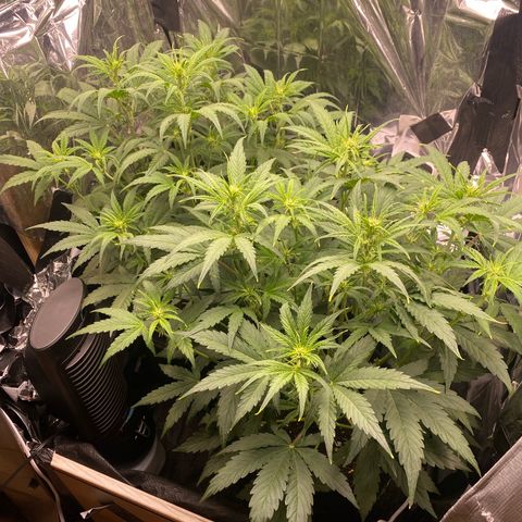 Epsilon F1 growlog timeline photo