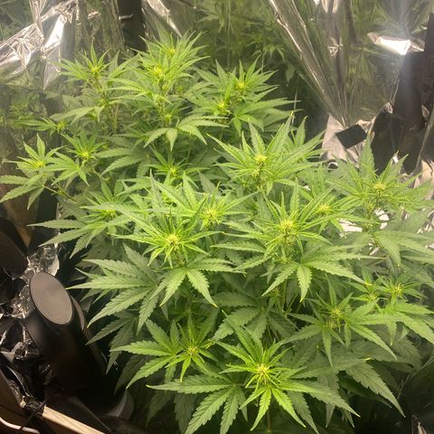 Epsilon F1 growlog timeline photo