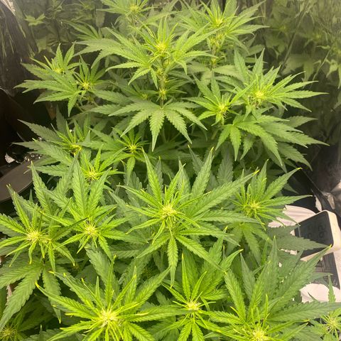 Epsilon F1 growlog timeline photo