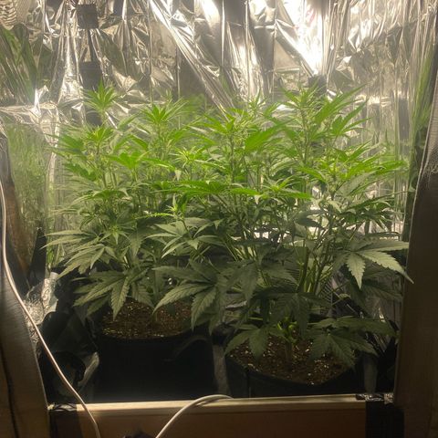 Epsilon F1 growlog timeline photo