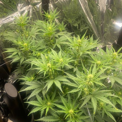 Epsilon F1 growlog timeline photo
