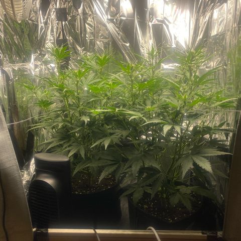Epsilon F1 growlog timeline photo