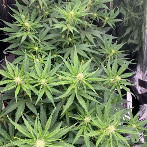 Epsilon F1 growlog timeline photo