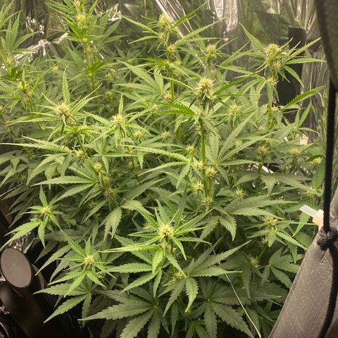 Epsilon F1 growlog timeline photo