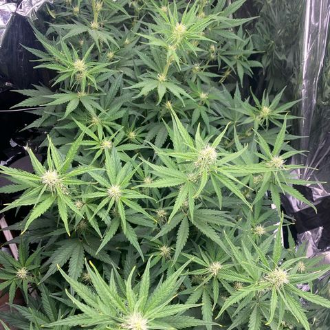 Epsilon F1 growlog timeline photo