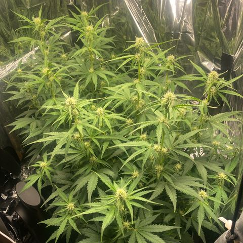 Epsilon F1 growlog timeline photo