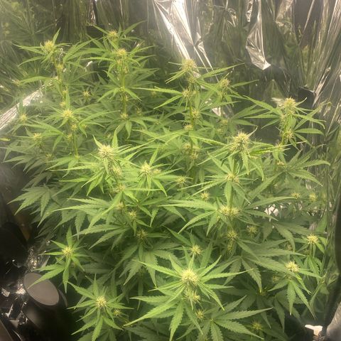 Epsilon F1 growlog timeline photo