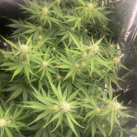 Epsilon F1 growlog timeline photo