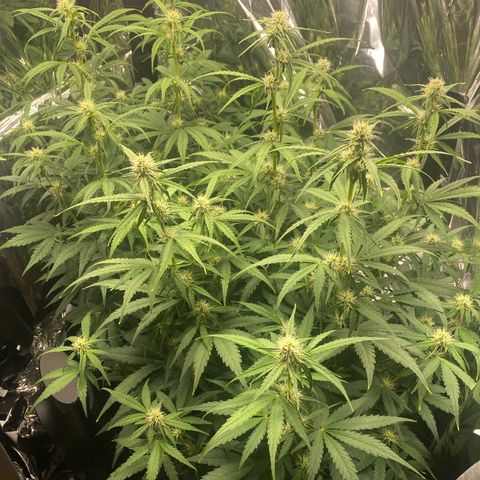 Epsilon F1 growlog timeline photo