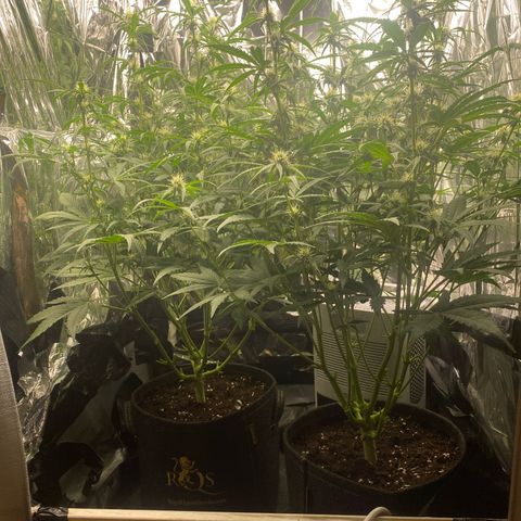 Epsilon F1 growlog timeline photo
