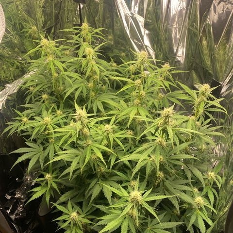 Epsilon F1 growlog timeline photo