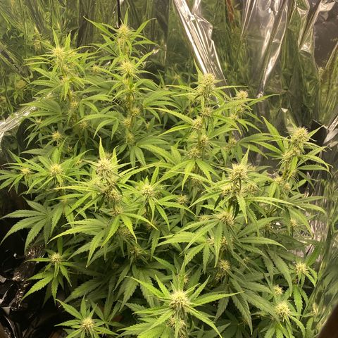 Epsilon F1 growlog timeline photo