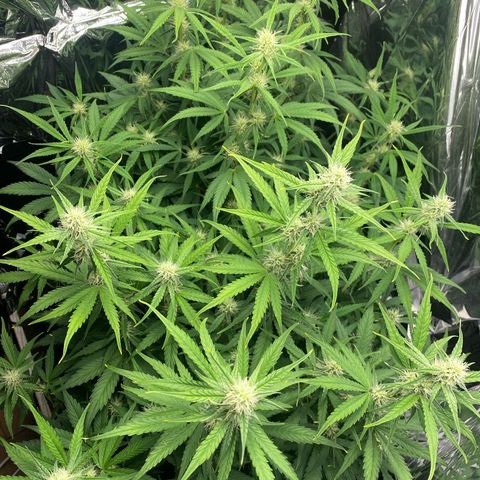 Epsilon F1 growlog timeline photo