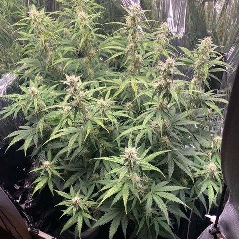 Epsilon F1 growlog timeline photo