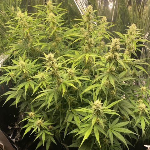 Epsilon F1 growlog timeline photo