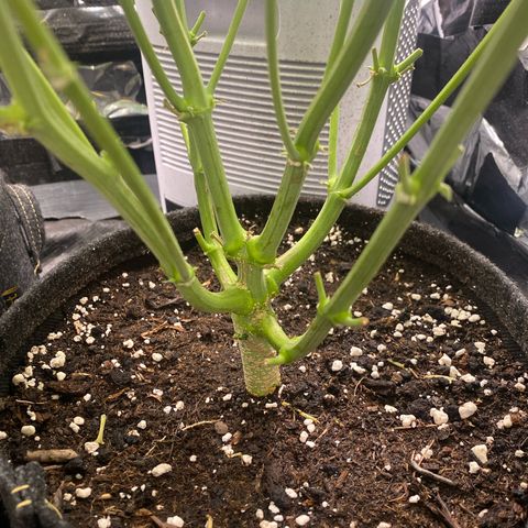 Epsilon F1 growlog timeline photo