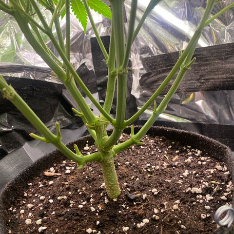 Epsilon F1 growlog timeline photo