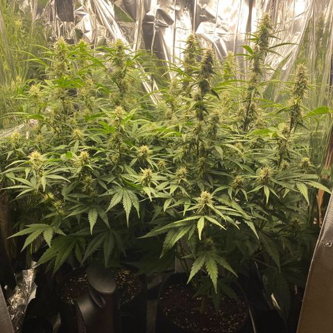 Epsilon F1 growlog timeline photo