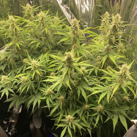 Epsilon F1 growlog timeline photo