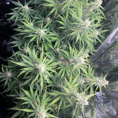 Epsilon F1 growlog timeline photo