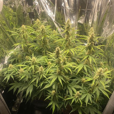 Epsilon F1 growlog timeline photo