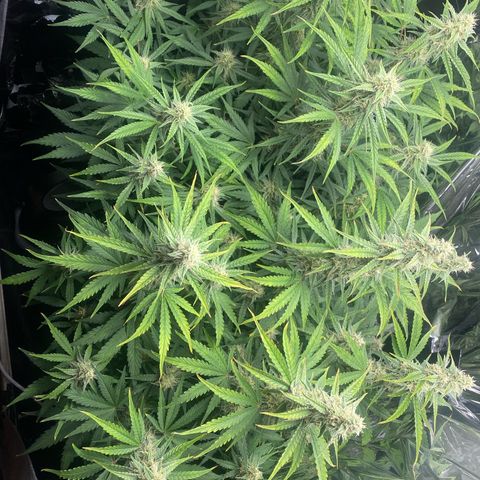 Epsilon F1 growlog timeline photo