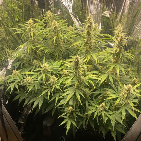 Epsilon F1 growlog timeline photo
