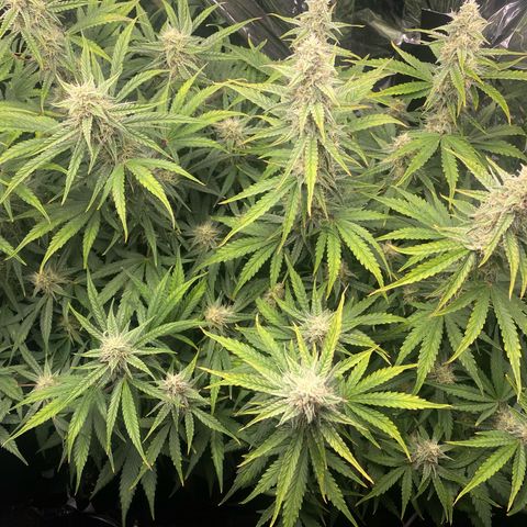 Epsilon F1 growlog timeline photo