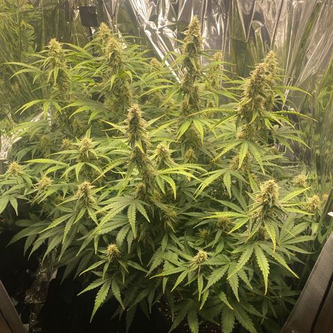 Epsilon F1 growlog timeline photo