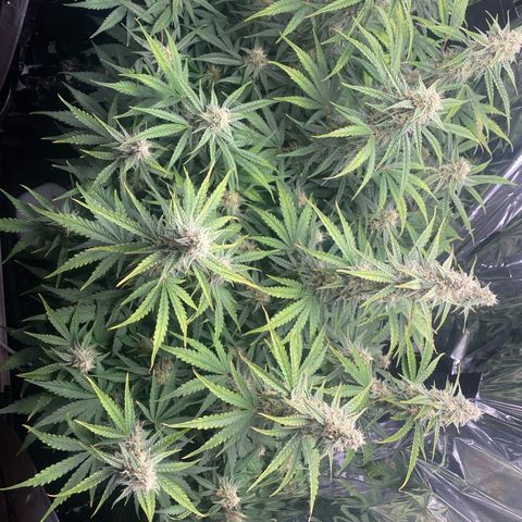 Epsilon F1 growlog timeline photo