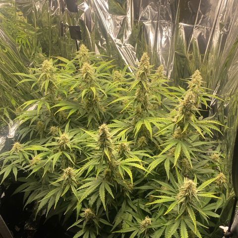 Epsilon F1 growlog timeline photo