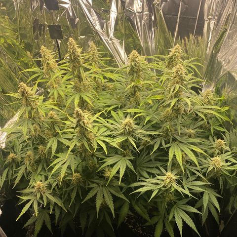 Epsilon F1 growlog timeline photo