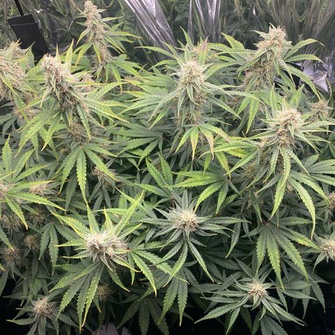 Epsilon F1 growlog timeline photo