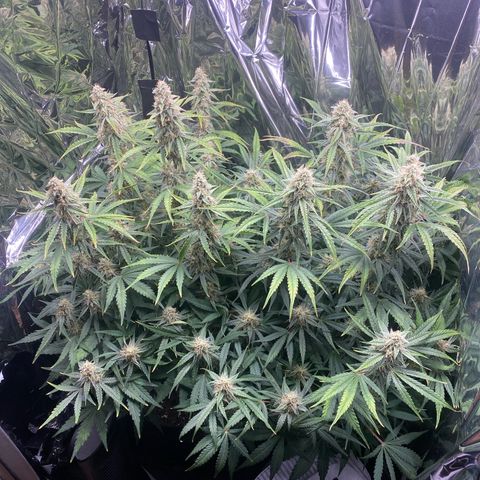 Epsilon F1 growlog timeline photo