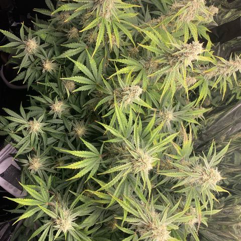 Epsilon F1 growlog timeline photo