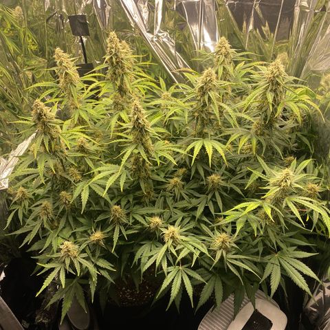 Epsilon F1 growlog timeline photo
