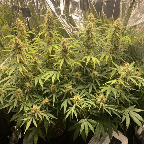 Epsilon F1 growlog timeline photo