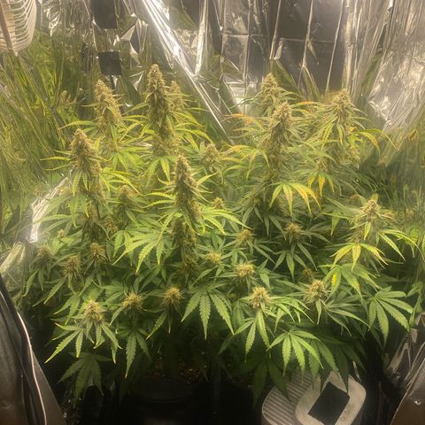 Epsilon F1 growlog timeline photo