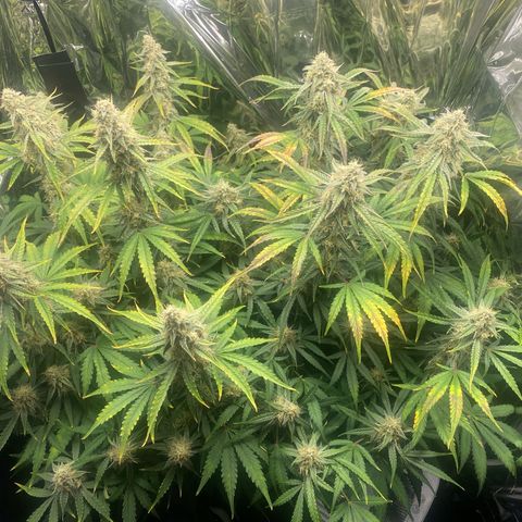 Epsilon F1 growlog timeline photo