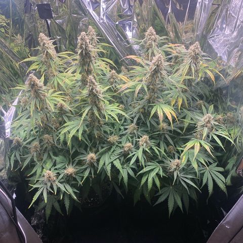 Epsilon F1 growlog timeline photo