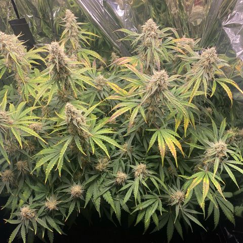 Epsilon F1 growlog timeline photo