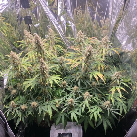Epsilon F1 growlog timeline photo