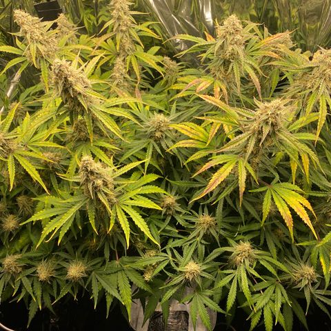 Epsilon F1 growlog timeline photo