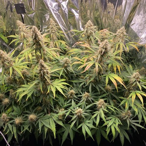 Epsilon F1 growlog timeline photo