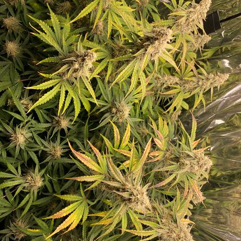 Epsilon F1 growlog timeline photo