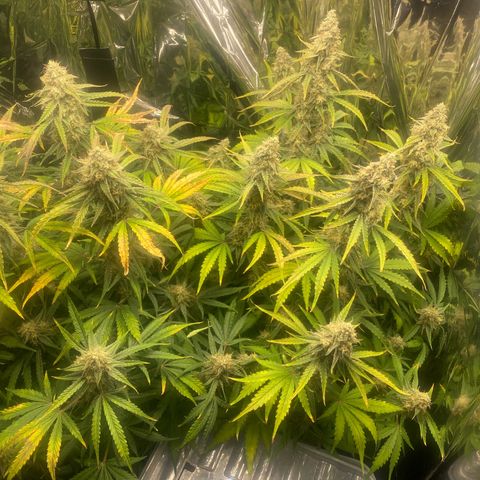 Epsilon F1 growlog timeline photo