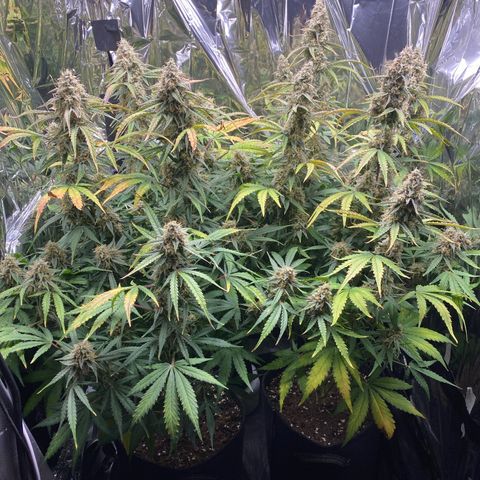 Epsilon F1 growlog timeline photo