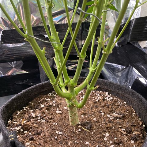 Epsilon F1 growlog timeline photo