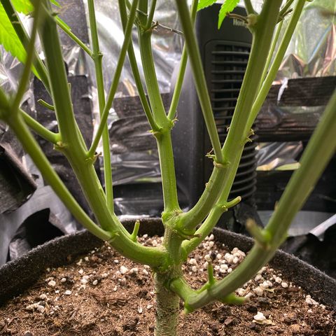 Epsilon F1 growlog timeline photo