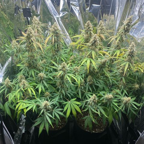 Epsilon F1 growlog timeline photo